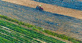 Corn Planting in Suqian