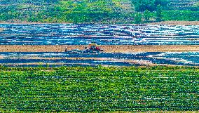 Corn Planting in Suqian