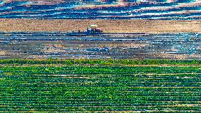 Corn Planting in Suqian