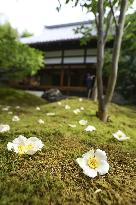 Japanese stewartia at Kyoto temple