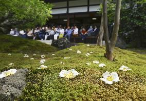 Japanese stewartia at Kyoto temple