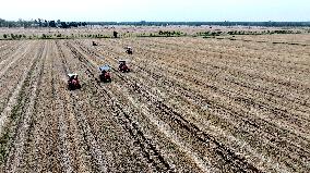 Corn Sowing