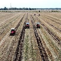 Corn Sowing