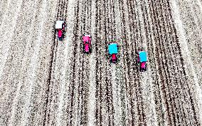 Corn Sowing