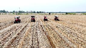 Corn Sowing