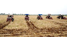 Corn Sowing