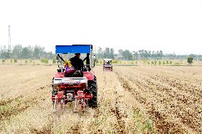 Corn Sowing