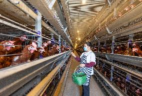Egg-laying Chicken Breeding Base in Suqian