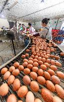 Egg-laying Chicken Breeding Base in Suqian