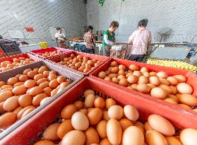Egg-laying Chicken Breeding Base in Suqian