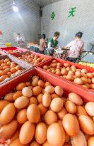 Egg-laying Chicken Breeding Base in Suqian