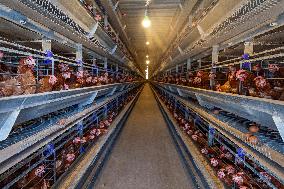 Egg-laying Chicken Breeding Base in Suqian