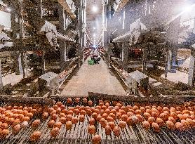 Egg-laying Chicken Breeding Base in Suqian