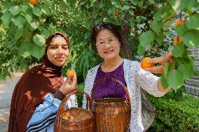 Foreign Students Participated in The Apricot Cultural Exchange Activity