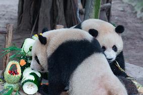 Chongqing Zoo Twin Giant Pandas Birthday