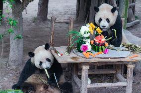 Chongqing Zoo Twin Giant Pandas Birthday