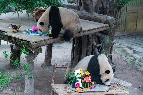 Chongqing Zoo Twin Giant Pandas Birthday