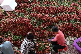 China S Largest Lychee Production Base
