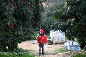 China S Largest Lychee Production Base