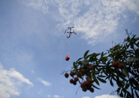 China S Largest Lychee Production Base