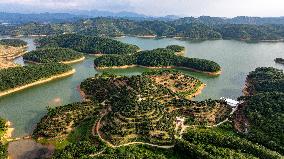 China S Largest Lychee Production Base