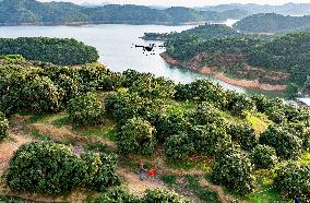 China S Largest Lychee Production Base