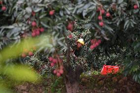China S Largest Lychee Production Base