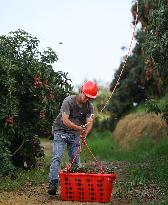 China S Largest Lychee Production Base