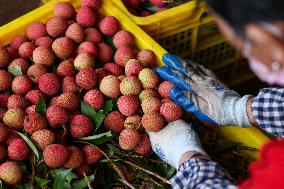 China S Largest Lychee Production Base