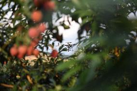 China S Largest Lychee Production Base