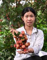 China S Largest Lychee Production Base