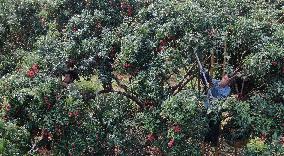 China S Largest Lychee Production Base