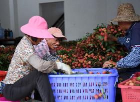 China S Largest Lychee Production Base