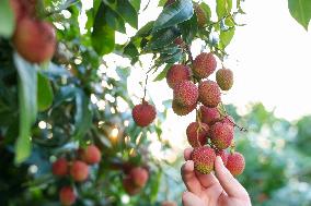 China S Largest Lychee Production Base