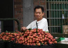 China S Largest Lychee Production Base