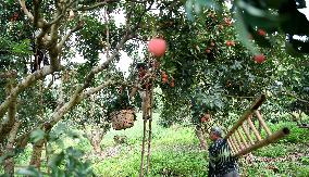 China S Largest Lychee Production Base
