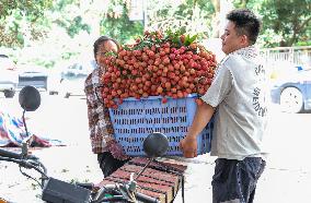 China S Largest Lychee Production Base