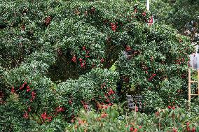 China S Largest Lychee Production Base