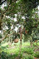 China S Largest Lychee Production Base