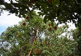 China S Largest Lychee Production Base