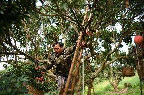 China S Largest Lychee Production Base