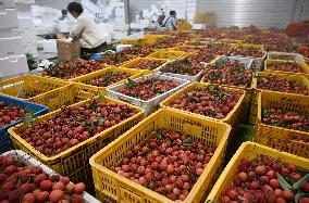 China S Largest Lychee Production Base