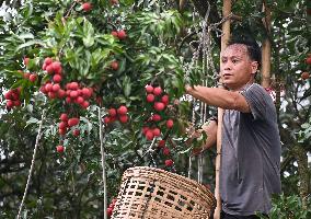 China S Largest Lychee Production Base