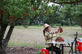 China S Largest Lychee Production Base