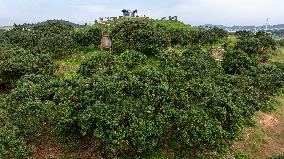 China S Largest Lychee Production Base