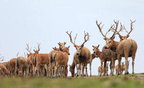 Deers At Jiangsu National Nature Reserve - China