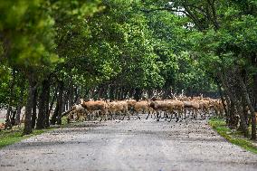 Deers At Jiangsu National Nature Reserve - China