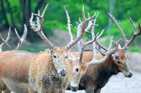 Deers At Jiangsu National Nature Reserve - China