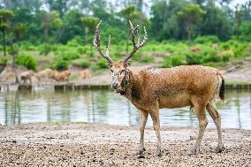 Deers At Jiangsu National Nature Reserve - China