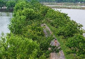 Deers At Jiangsu National Nature Reserve - China